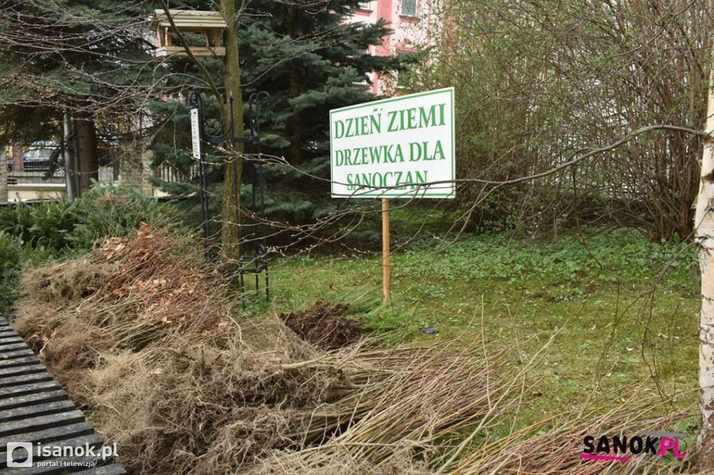 Drzewko dla sanoczan