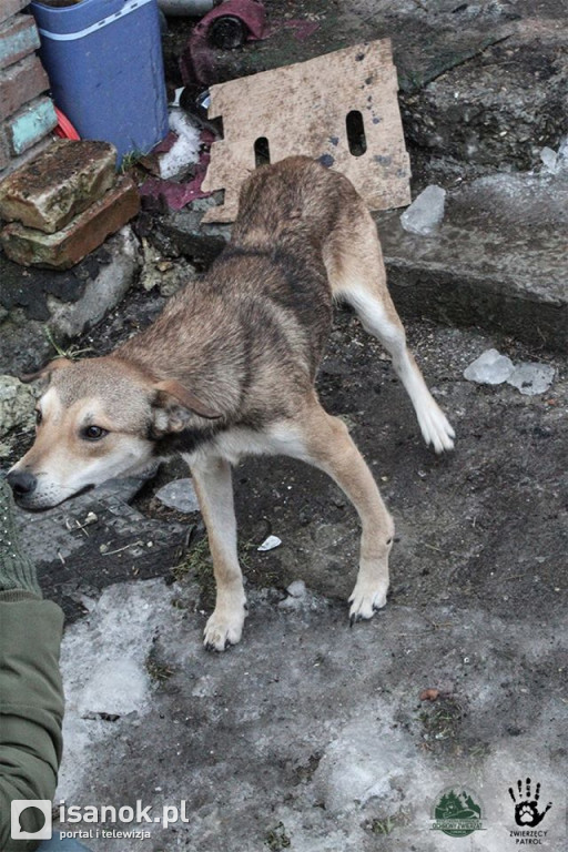 Nie miał sumienia...głodził zwierzęta, a nawet prowadził na nich operacje