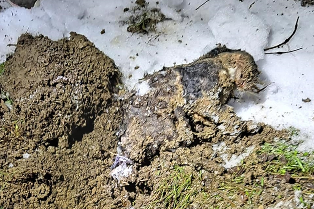 Bestialskie zabójstwo kotów
