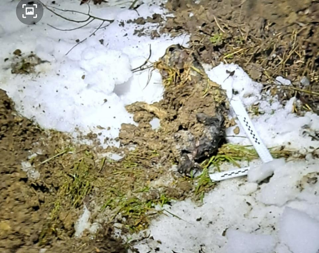 Bestialskie zabójstwo kotów