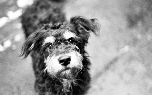 Skandal w Bukowsku. Bezdomne psy trafiają na opuszczone wysypisko śmieci