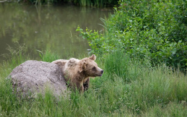 To nie niedźwiedź zabił 61-latka. Mężczyzna został zamordowany?