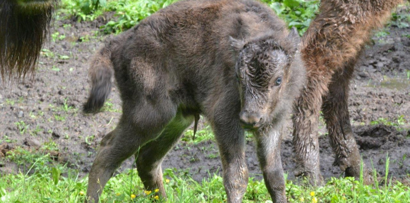 BIESZCZADY: Młode żubry przyszły na świat w Mucznem