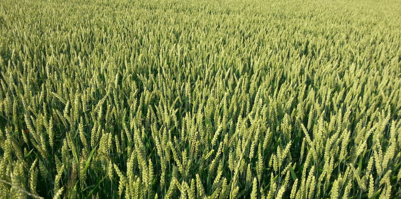 Kiedy stosuje się opryski na pszenicę? Kalendarium