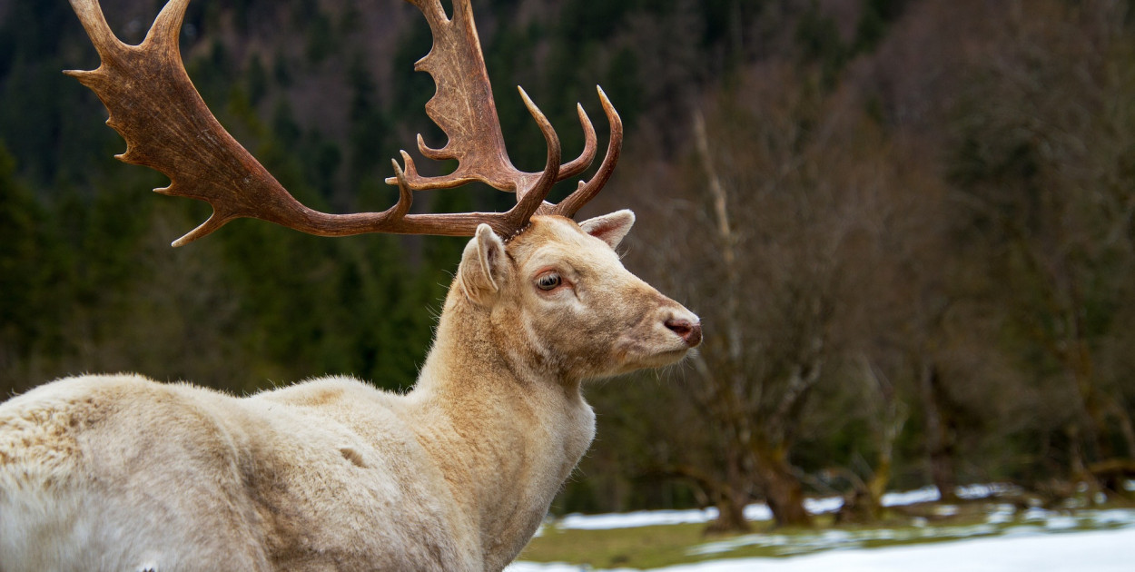 Sensacja: biały jeleń w podkarpackim lesie