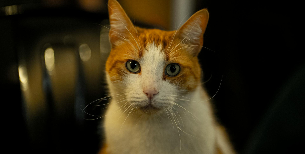 Dlaczego bezzbożowa karma dla kota to idealny wybór dla Twojego pupila?