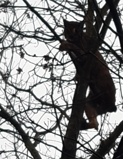 Ryś na drzewie -26010