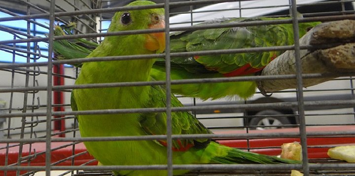 KAS udaremniła przemyt chronionych papug-30958