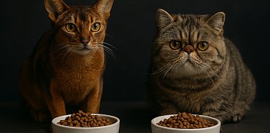 Suche karmy dla kota a alergie pokarmowe – na co zwrócić uwagę?