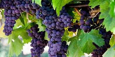 Jak wybrać najlepsze sadzonki winogron do swojego ogrodu?