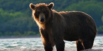 Tragedia w Płonnej. Nie żyje 58-letnia kobieta zaatakowana przez niedźwiedzia