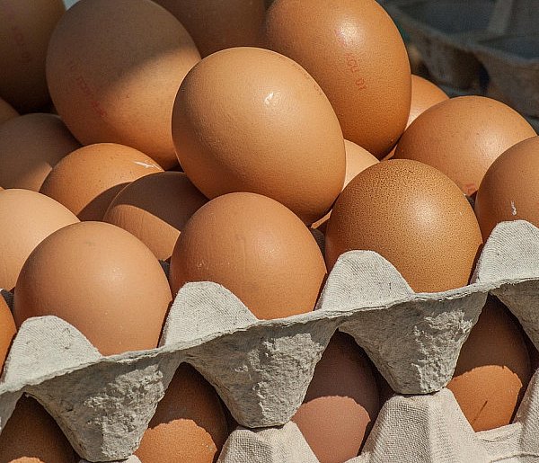 Salmonella wykryta w jajach! GIS wydał pilne ostrzeżenie-39007