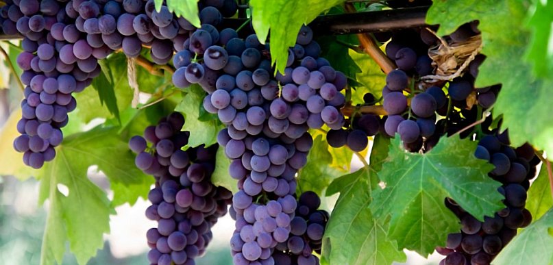 Jak wybrać najlepsze sadzonki winogron do swojego ogrodu?