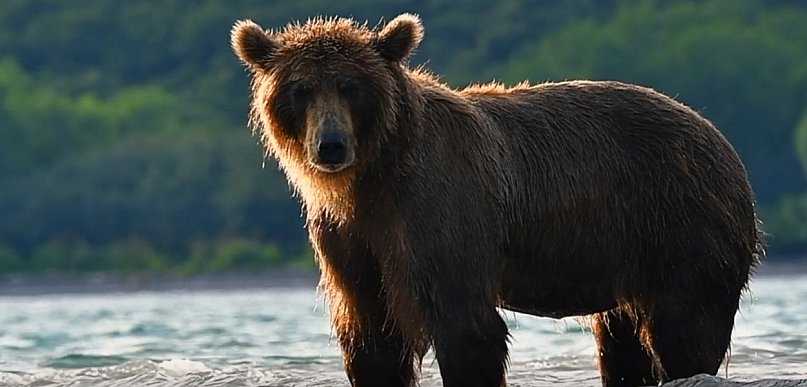Tragedia w Płonnej. Nie żyje 58-letnia kobieta zaatakowana przez niedźwiedzia