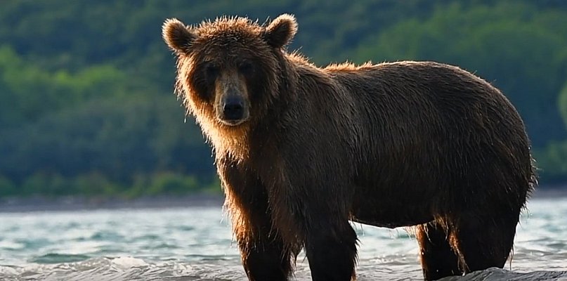 Tragedia w Płonnej. Nie żyje 58-letnia kobieta zaatakowana przez niedźwiedzia