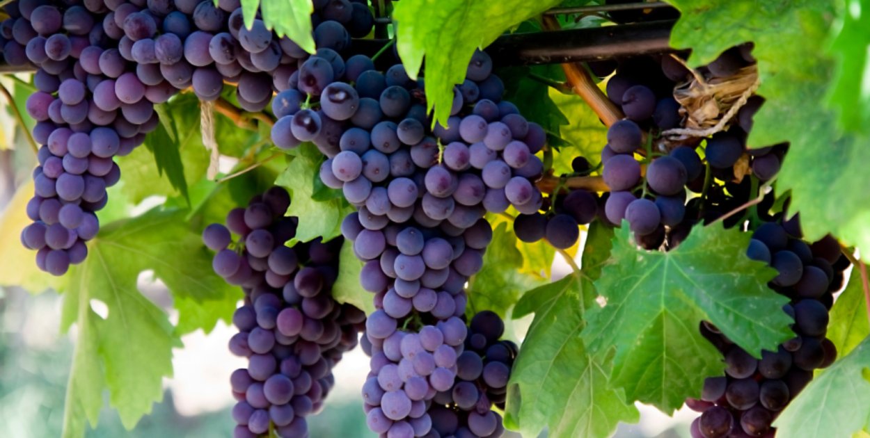 Jak wybrać najlepsze sadzonki winogron do swojego ogrodu?
